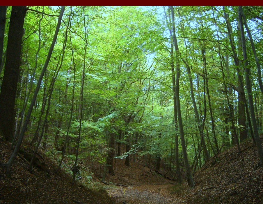 vilt12.jpg